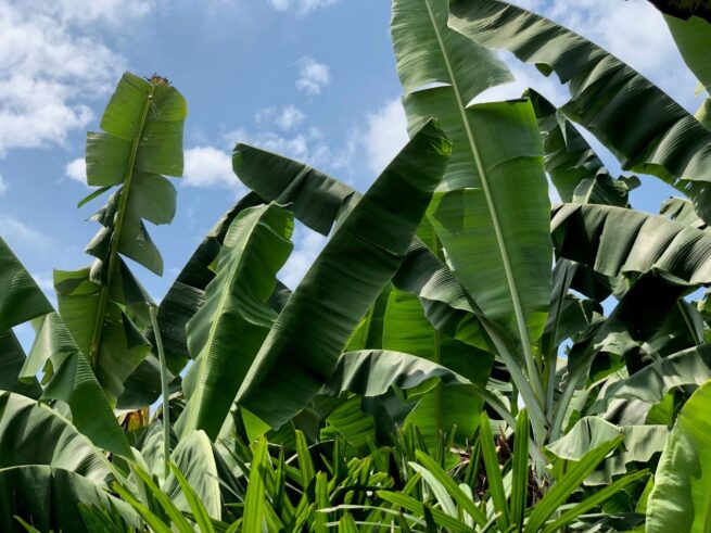 El ICA reglamentará los biopreparados de uso agrícola