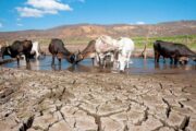 Sala de Crisis Nacional y apoyo a los territorios, instrucción de presidente Petro en nueva fase del fenómeno de El Niño