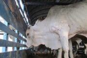 ICA mantiene su accionar en la expedición de Guías Sanitarias de Movilización y atención en los Puestos de Servicio al Ganadero