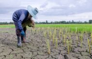 MinAgricultura entrega más de 7 mil kits agropecuarios para hacerle frente a El Niño