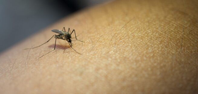 Aumento del dengue en Sudamérica impulsa campaña de vacunación, agota repelentes