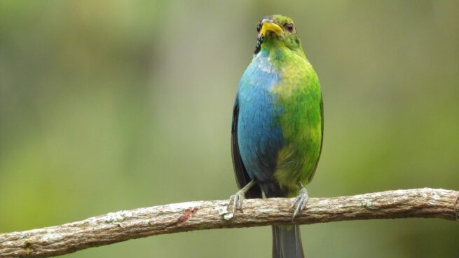 Avistan en Colombia un raro ejemplar de un pájaro mitad macho y mitad hembra