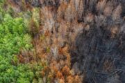Calentamiento global, deforestación e incendios podrían acelerar desaparición de la Amazonía: estudio
