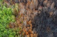 Calentamiento global, deforestación e incendios podrían acelerar desaparición de la Amazonía: estudio