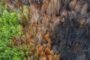 Calentamiento global, deforestación e incendios podrían acelerar desaparición de la Amazonía: estudio