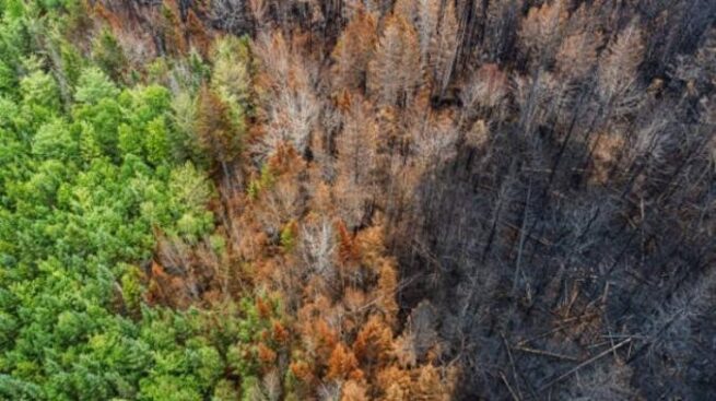 Calentamiento global, deforestación e incendios podrían acelerar desaparición de la Amazonía: estudio