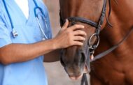 Convocan a productores a notificar la presencia de signos clínicos neurológicos en équidos