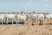 Avanza el proceso para la exportación de carne bovina a Canadá