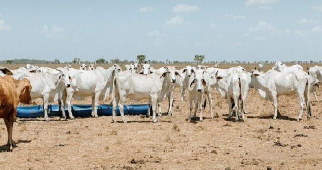 Avanza el proceso para la exportación de carne bovina a Canadá