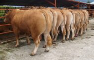 Colombia podrá exportar carne bovina a El Salvador