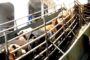 El ICA aclara que no ha expedido ni publicado nueva resolución sobre la exportación de ganado en pie y carne bovina