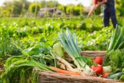 Lanzan programa de incentivos económicos para pequeños productores agropecuarios de 28 cadenas