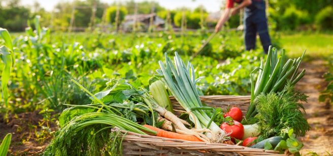 Lanzan programa de incentivos económicos para pequeños productores agropecuarios de 28 cadenas