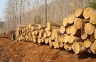 Procuraduría pide a las CAR informe sobre norma ambiental para exportar madera en Colombia