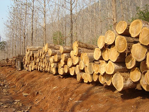 Procuraduría pide a las CAR informe sobre norma ambiental para exportar madera en Colombia