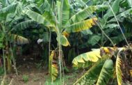 El ICA fortalece el sector platanero y bananero con la puesta en marcha para el plan para vigilar y contralar el Fusarium R4T
