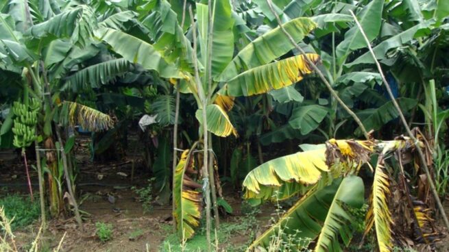 El ICA fortalece el sector platanero y bananero con la puesta en marcha para el plan para vigilar y contralar el Fusarium R4T
