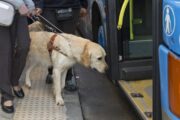 Desde 2023, la Supertransporte ha recibido 163 quejas sobre infracción a la norma del transporte de mascotas