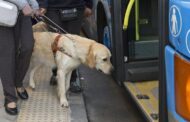 Desde 2023, la Supertransporte ha recibido 163 quejas sobre infracción a la norma del transporte de mascotas