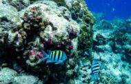 La temperatura del océano en febrero registra un nuevo récord, según científicos de la UE