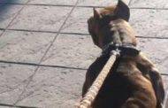 Judicializado hombre que habría dejado ciega a una canina en La Guajira