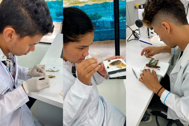 Estudio de insectos en el Cesar, un área casi inexplorada por la ciencia