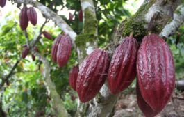 El cacao colombiano hacia Paraguay