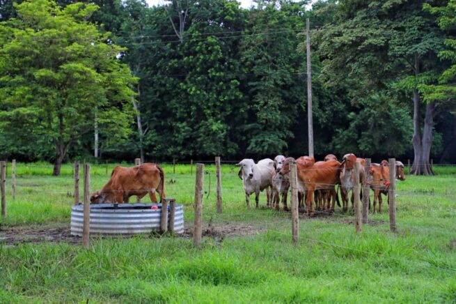 El ICA adelantará la migración del módulo de movilización de SIGMA a SINIGAN respecto de la cadena bovina y bufalin