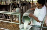 Mediante subastas públicas, buscan reducir altos inventarios de leche e impulsar la compra a productores nacionales