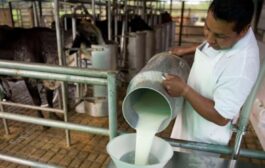 Mediante subastas públicas, buscan reducir altos inventarios de leche e impulsar la compra a productores nacionales