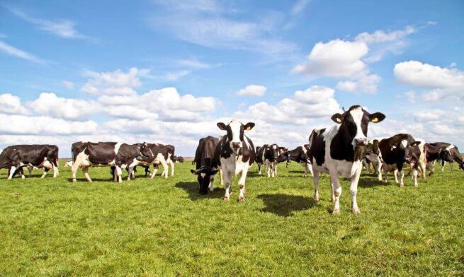MinAgricultura avanza en acciones para fortalecer la cadena láctea colombiana