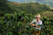 Invertirán $ 10 mil millones para aliviar deudas de miles familias productoras de café, a través del FONSA