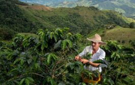 Invertirán $ 10 mil millones para aliviar deudas de miles familias productoras de café, a través del FONSA