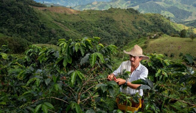 Invertirán $ 10 mil millones para aliviar deudas de miles familias productoras de café, a través del FONSA