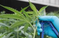 La legalización del cannabis aún es una excepción en el mundo