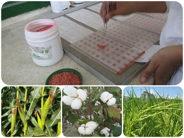 Cultivadores, a utilizar semilla autorizada
