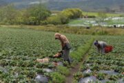 Hay $ 45 mil millones para apoyar a campesinos con sus negocios