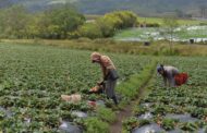 Hay $ 45 mil millones para apoyar a campesinos con sus negocios
