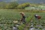 Hay $ 45 mil millones para apoyar a campesinos con sus negocios