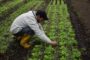 MinAgricultura y la DR avanzan en el fortalecimiento del sistema de compras públicas directas al campesinado