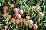 Colombia exporta, por primera vez, 13 toneladas de mango de azúcar hacia EE.UU. por vía marítima
