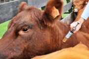 El 4 de junio iniciará el primer ciclo de vacunación contra la fiebre aftosa y brucelosis bovina del 2024
