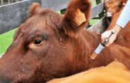 El 4 de junio iniciará el primer ciclo de vacunación contra la fiebre aftosa y brucelosis bovina del 2024