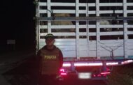 Incautados 19 bovinos sin la documentación sanitaria en Aguachica