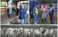 ICA amplió cobertura con la habilitación de operadores para movilización animal de bovinos y bufalinos