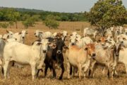 Avanza la expedición de guías sanitaras, a través del módulo de movilización SINIGAN