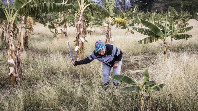 Se anuncia que el Gobierno comprará tierras fértiles e improductivas a valor comercial