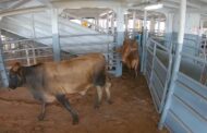 Colombia estableció medidas sanitarias preventivas relacionadas con el ingreso de bovinos en pie en EE.UU.