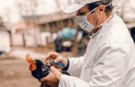 Cuál es el riesgo real para los humanos de la gripe aviar