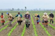 Más de $ 66 mil millones para que campesinos aseguren sus cultivos ante los riesgos asociados al fenómeno de La Niña